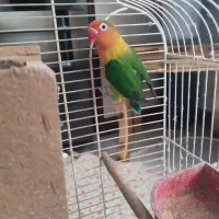 کوتوله مولد به شرط تخم جوجه|پرنده|اصفهان, سپاهان‌شهر|دیوار