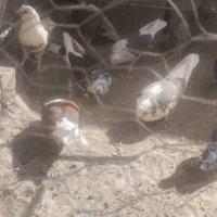 تعدادی کبوتر ...|پرنده|بافت, |دیوار