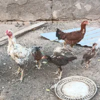 مرغ خروس وجوجه لاری چهارده عدد|حیوانات مزرعه|تربت جام, کلالی|دیوار