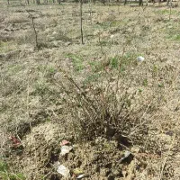 قلمه گل محمدی ریشه لخت