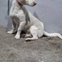 سگ پاکوتاه اشپیتز حرف گوش کن