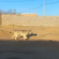 واگذاری سگ سرابی دوساله