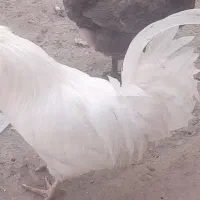 خروس گلین سفید