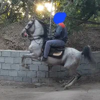 برکت نریان کرد