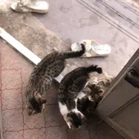 واگذاری رایگان بچه گربه|گربه|خرم‌آباد (تنکابن), |دیوار