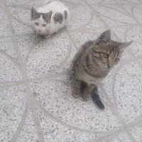 گربه تمیز وخانگی وسالم