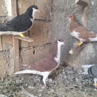 کفتر پرشی پرنده خوشرنگ