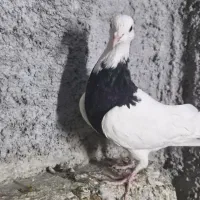 جوجه طوقی سیاه واکسی|پرنده|فرخشهر, |دیوار