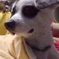 سگ پیدا شده|حیوانات|فردیس, شهرک ارم|دیوار