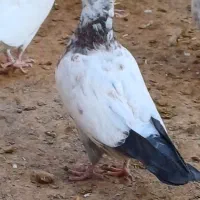 کبوتر پرشی|پرنده|معصومیه, |دیوار