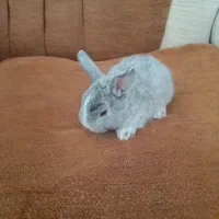 بچه خرگوش اهلی خونگی 6عدد|موش و خرگوش|بیرجند, |دیوار