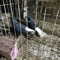 جفت اشعل نروماده