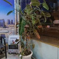 گل آپارتمانی