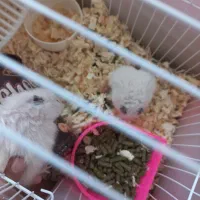 دو عدد همستر|موش و خرگوش|مشهد, حسابی جنوبی (شهرک غرب)|دیوار