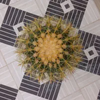 کاکتوس تک و کمیاب، سایز بزرگ