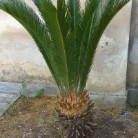 گل‌سیکاس|گل و گیاه طبیعی|رشت, رودبارتان|دیوار
