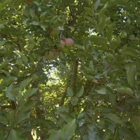 فروش یک قطعه باغ سیب ۲۰ساله|فروش زمین و ملک کلنگی|شاهین دژ, |دیوار