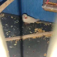 پرنده طوطی برزیلی و فنچ|پرنده|زرندیه, |دیوار