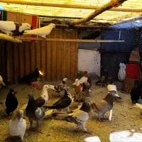 کفتر یا کبوتر|پرنده|قم, ولیعصر|دیوار