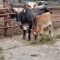 گاو آث ناف دار کول دار همه چی تمام|حیوانات مزرعه|عباسآباد, |دیوار