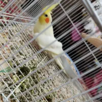 عروس هلندی|پرنده|طبس, |دیوار