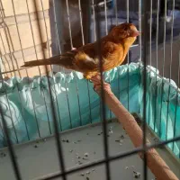 سهره قناری طوطی سرخ