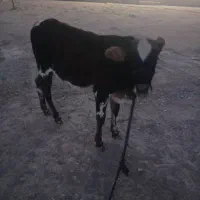 گوساله