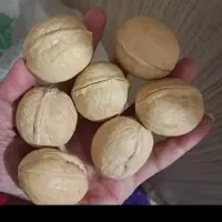 گردو خارجی 63 درصد مغز عمده