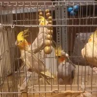 پرنده عروس هلندی‌