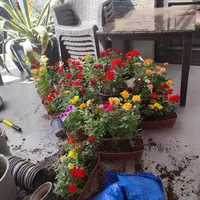 خدمات رسیدگی گل درمحل ۱۵ سال تجربه تعویض خاک گلدان|خدمات باغبانی و درختکاری|تهران, نیاوران|دیوار