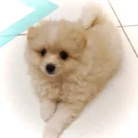 toga|سگ|قزوین, |دیوار