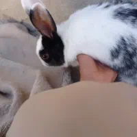 خرگوش چشم دورنگ آبی وقهوه ایی|موش و خرگوش|زاهدان, |دیوار