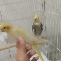 جوجه عروس هلندی