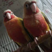 جفت آناناسی اکستریم و جفت تراکوییس با تست