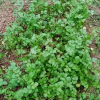 سبزی پیاز سرخ شده