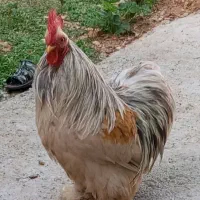 خروس|حیوانات مزرعه|جوانرود, |دیوار