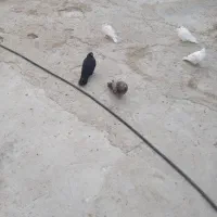 کبوتر سیاه و سبز بلند و کمیاب|پرنده|سعدآباد, |دیوار