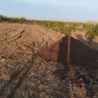 کود حیوانی، گوسفندی و گاوی تمیز|خدمات باغبانی و درختکاری|سورک, |دیوار