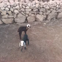 ۲تابره شیری