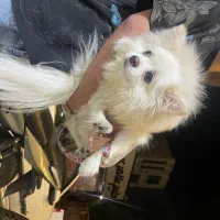 سگ.|سگ|تهران, آذربایجان|دیوار