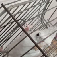 عروس هلندی نر|پرنده|دزفول, |دیوار