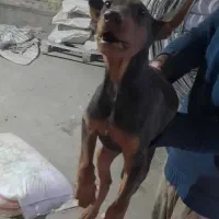 فروش سگ دوبرمن و شیتزو