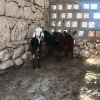 سلام سه راس تیشتر ماده داشتی