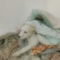 سگ سفید ماده نزاده اشپیزه‌روباهی