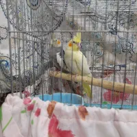 عروس هلندی جفت