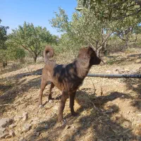 سگ گله ای|سگ|زاینده رود, |دیوار