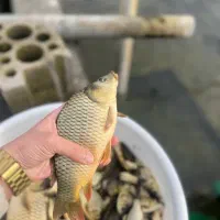 کپور سایز کف دستی