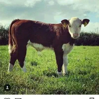 سیمینتال هلشتاین درجه یک