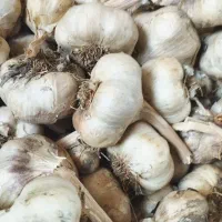سیر|عمدهفروشی|جوکار, |دیوار
