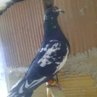 کبوتر|پرنده|شیروان (خراسان), |دیوار